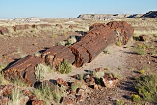 Petrified Forest National Park