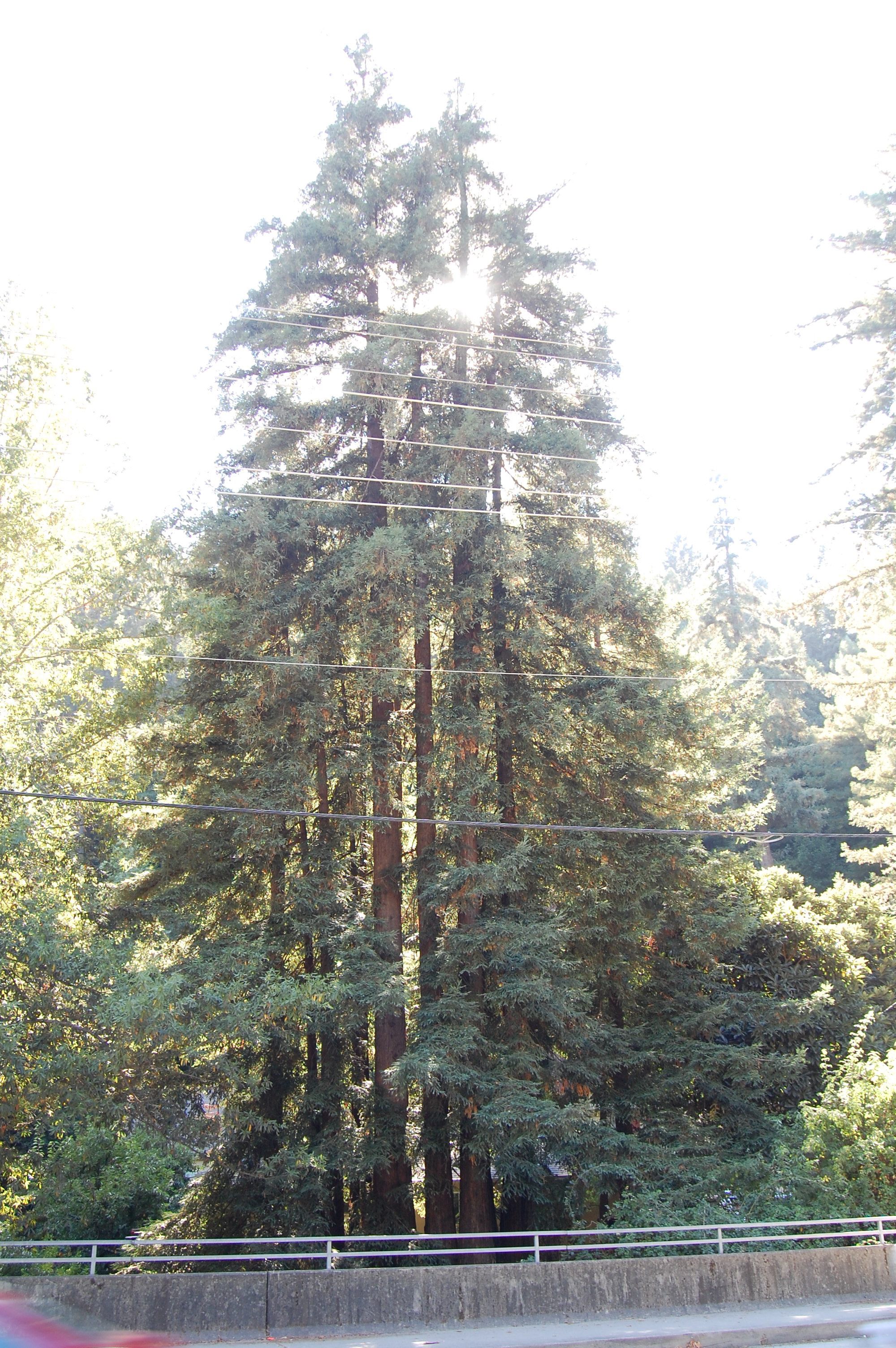 Ben Lomond, CA