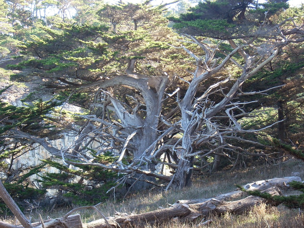 Point Lobos, CA