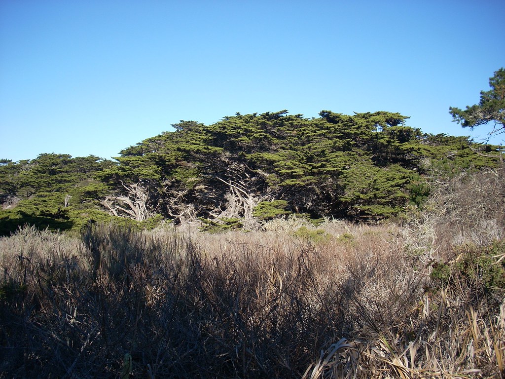 Point Lobos, CA