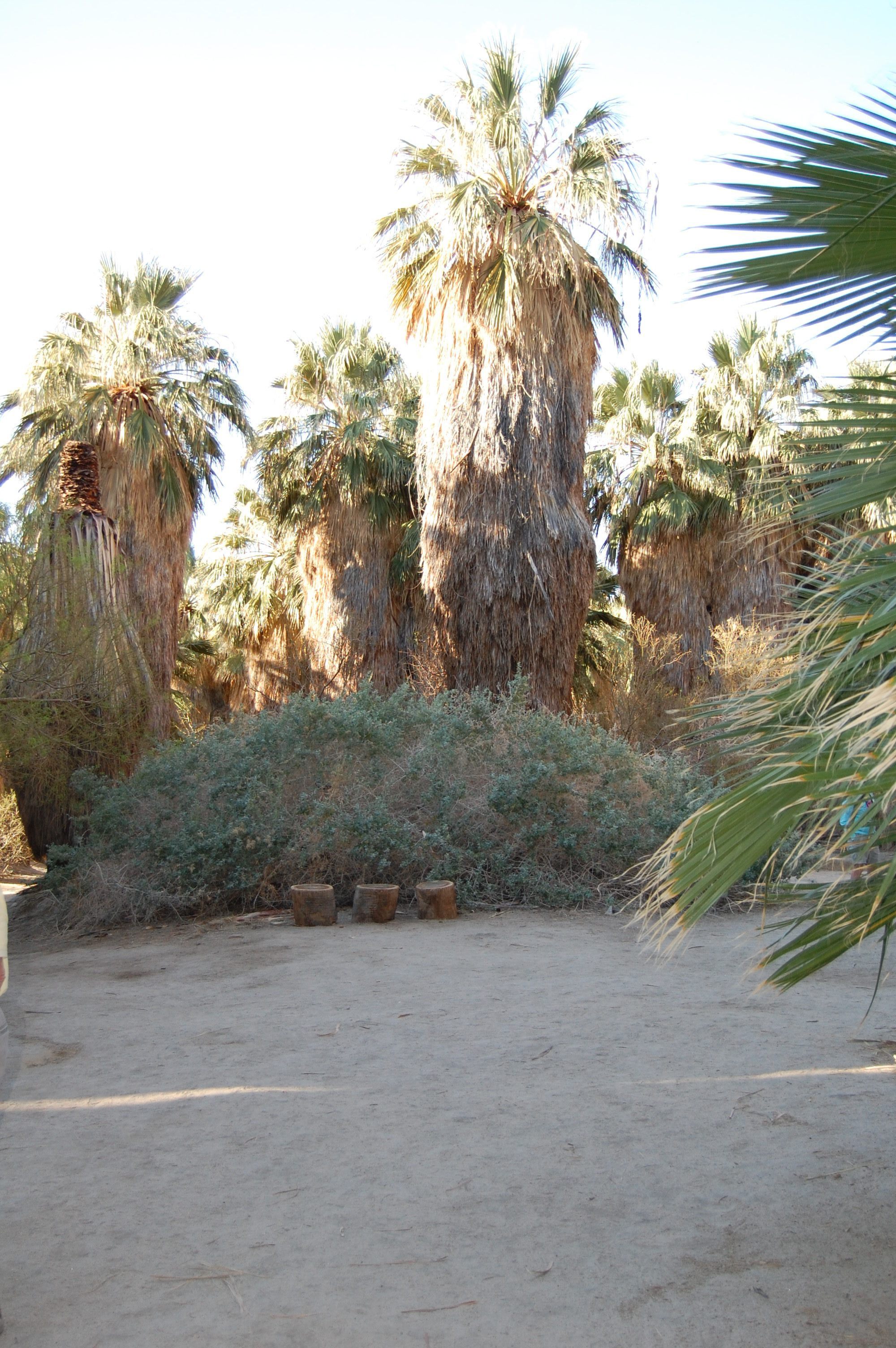 Thousand Palms Oasis