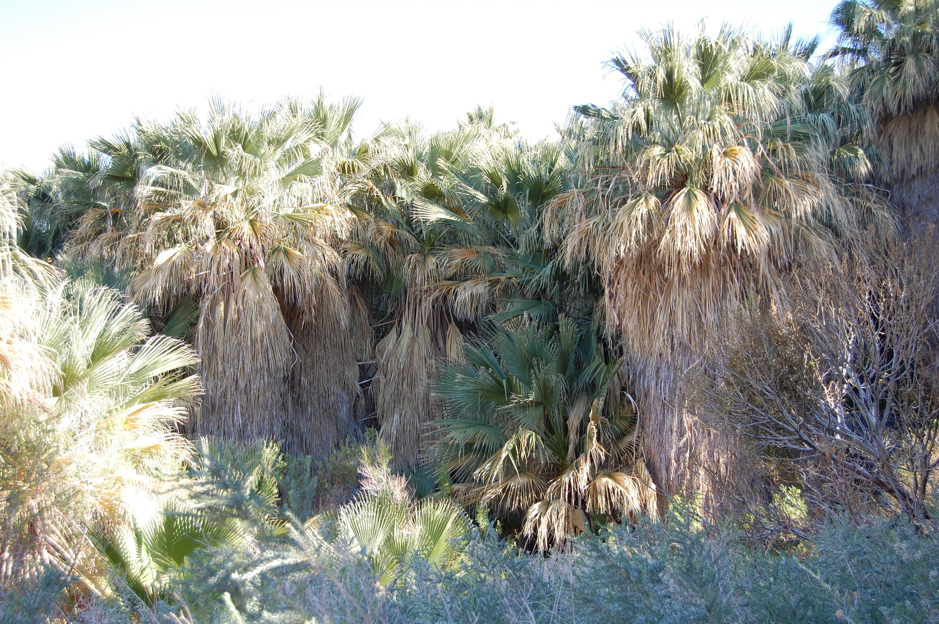 Thousand Palms Oasis
