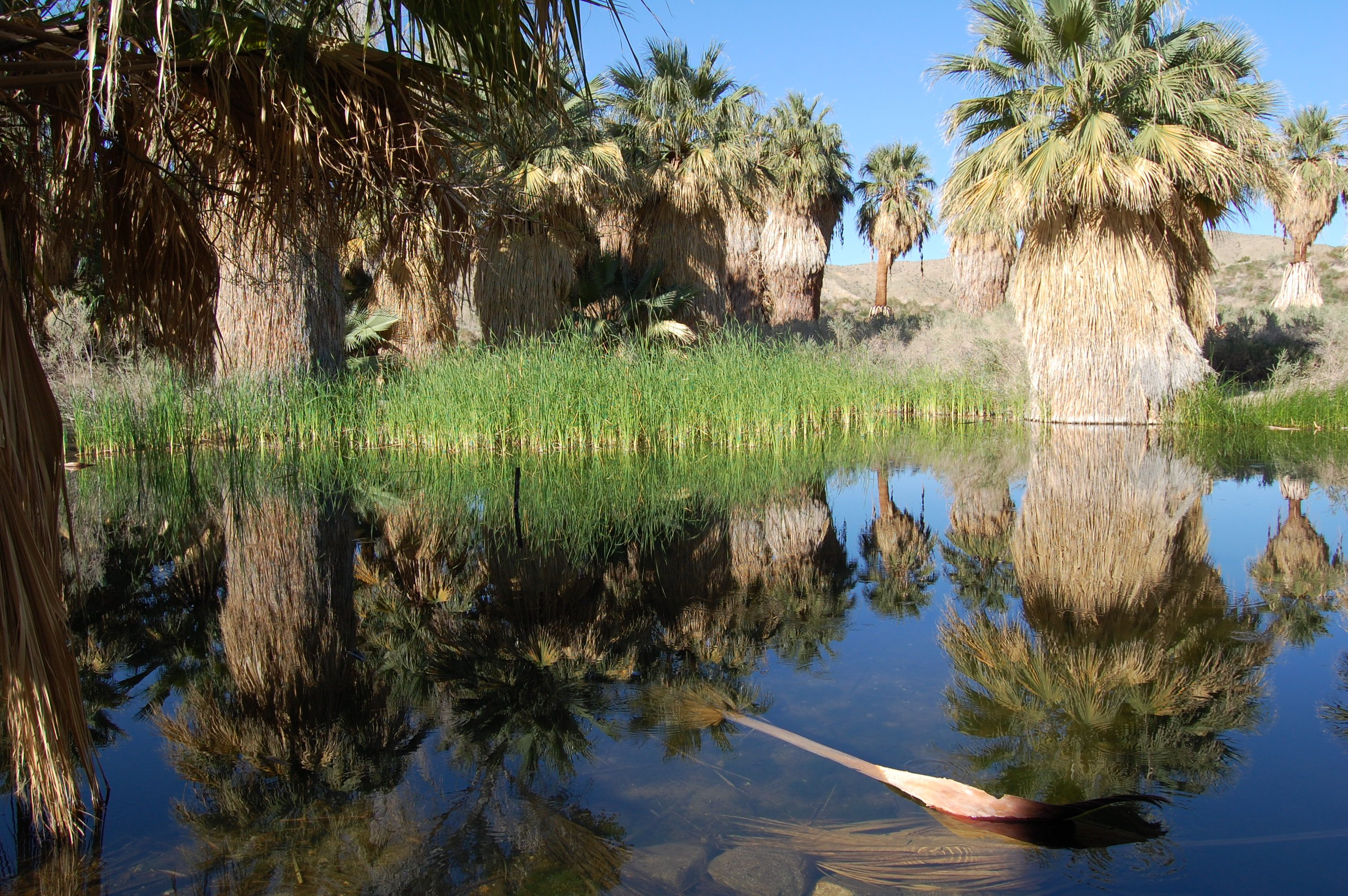 Thousand Palms Oasis