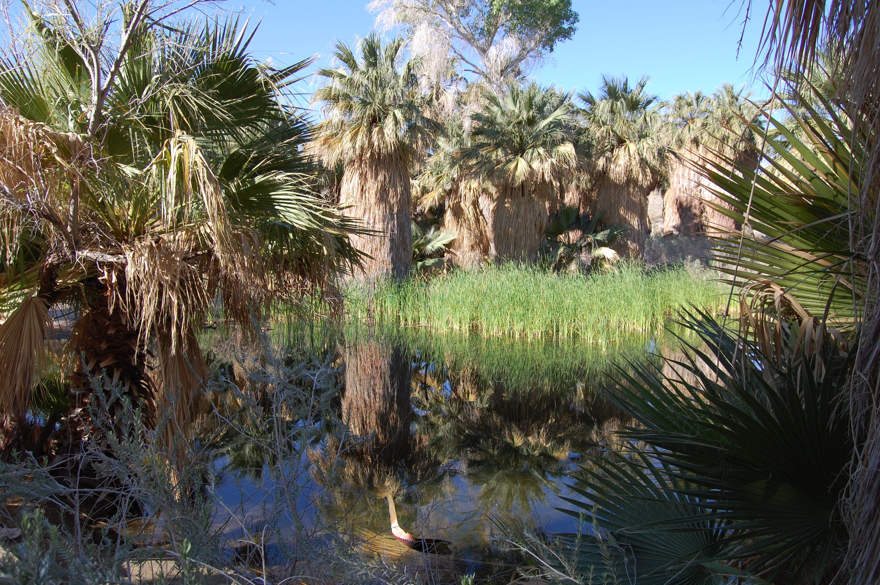 Thousand Palms Oasis