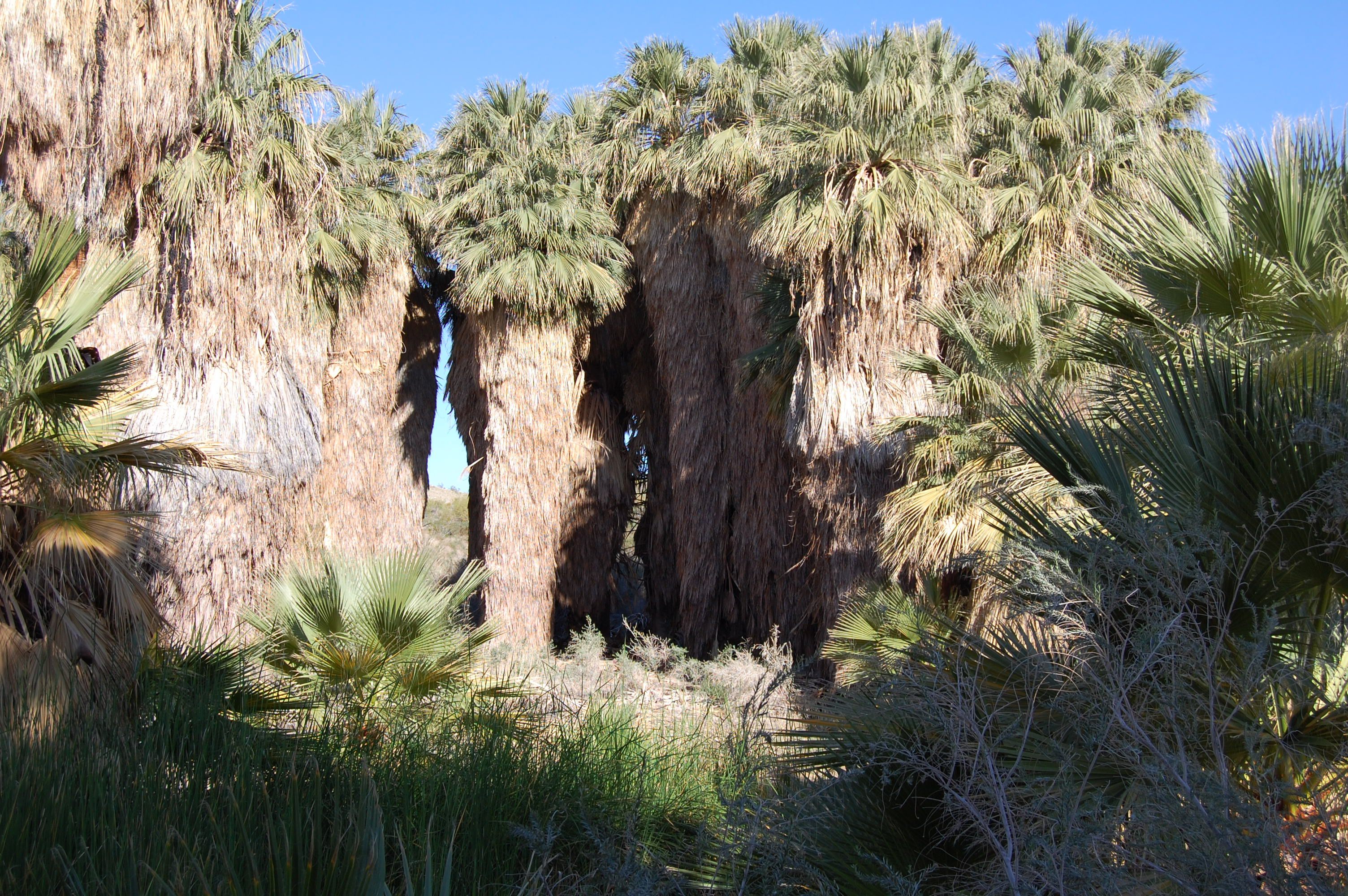 Thousand Palms Oasis
