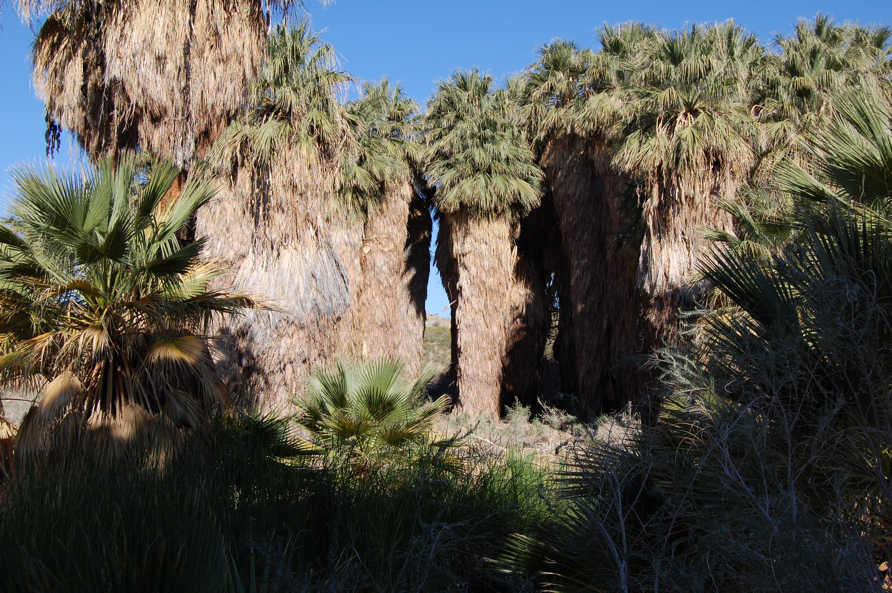 Thousand Palms Oasis