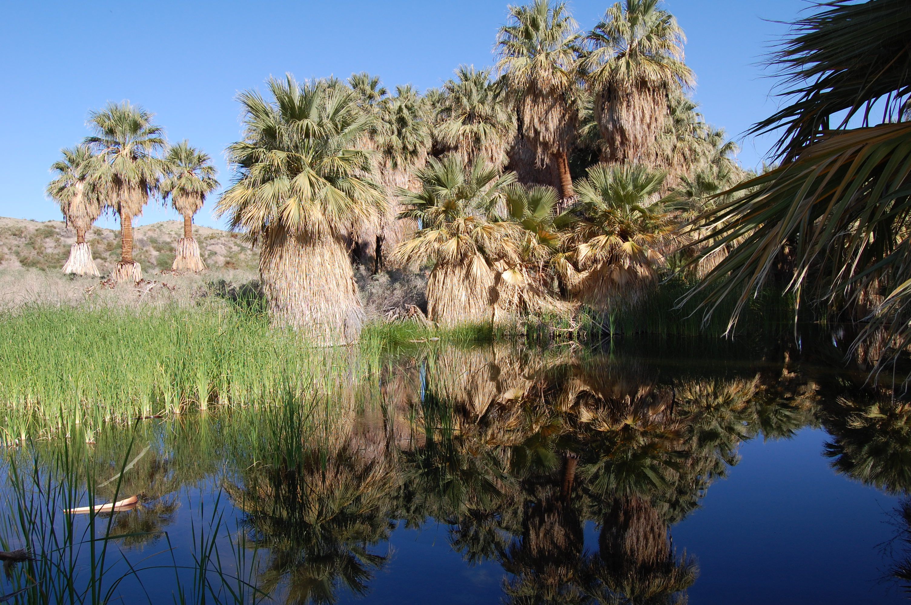 Thousand Palms Oasis