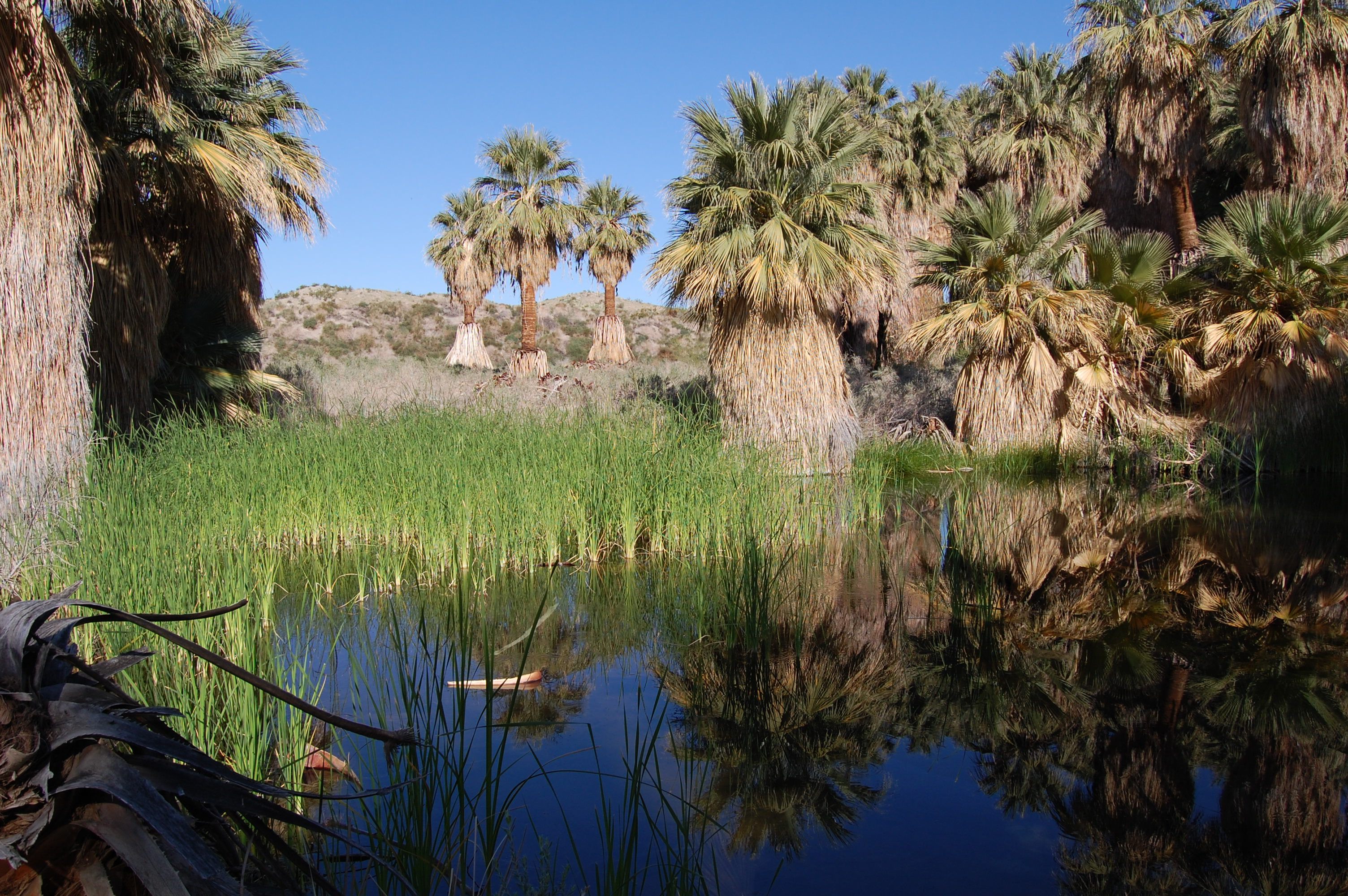 Thousand Palms Oasis