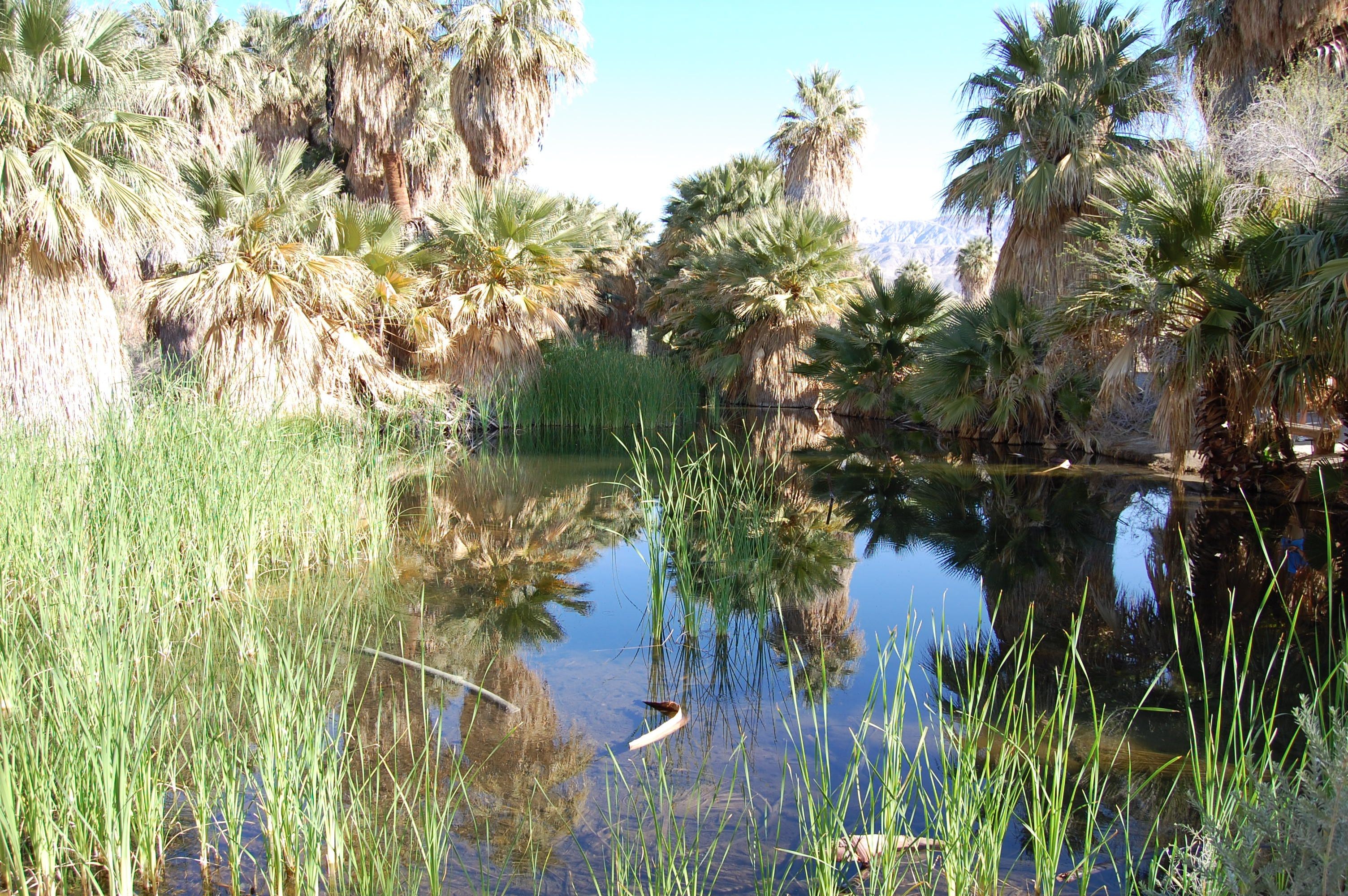 Thousand Palms Oasis