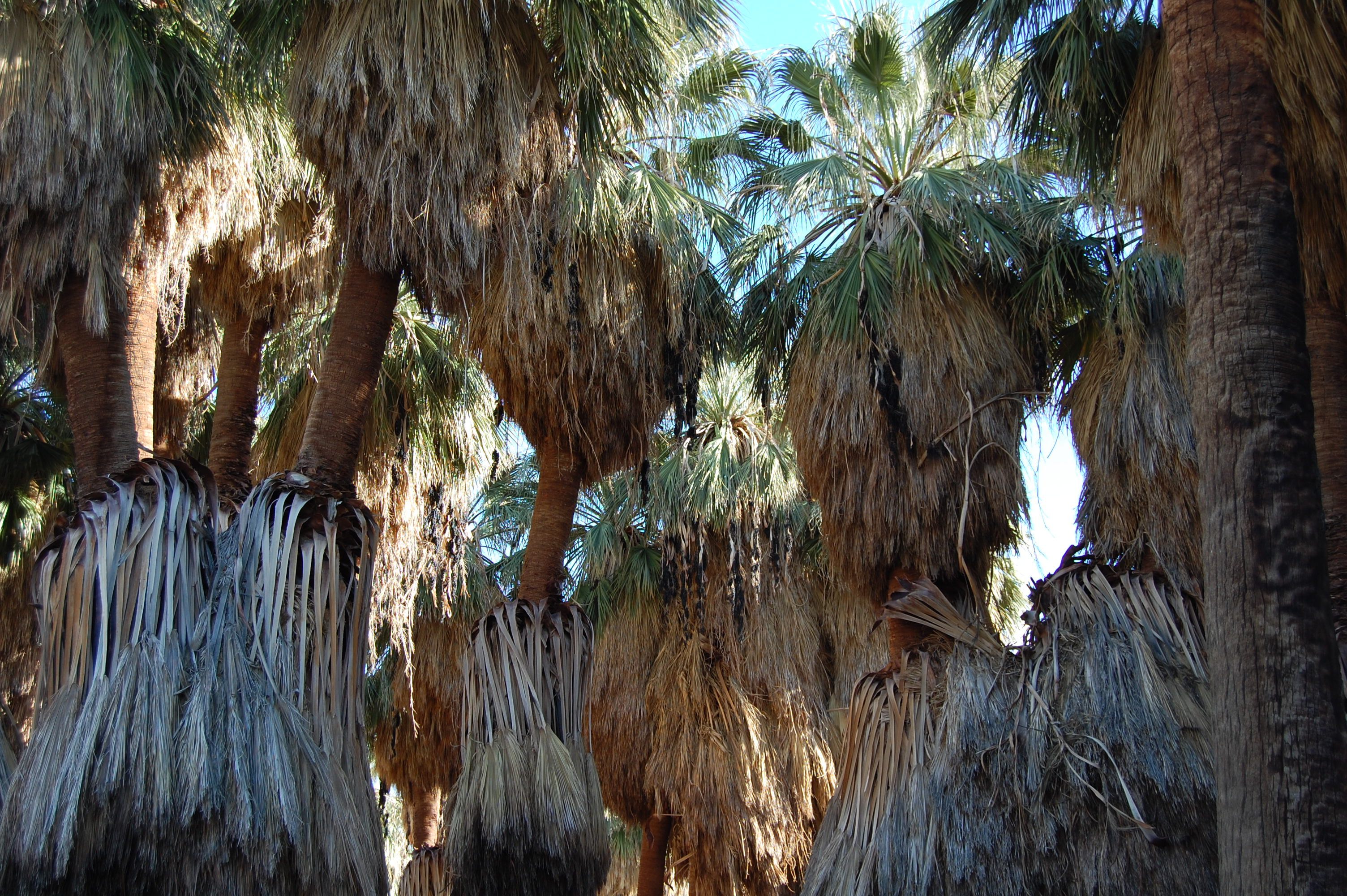 Thousand Palms Oasis